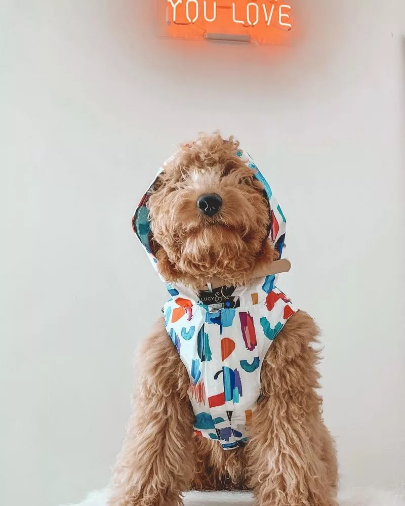 89697_17843257625201025_high