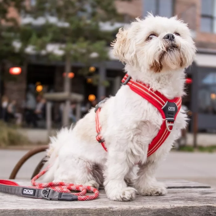 comfort-walk-air-harness (11)