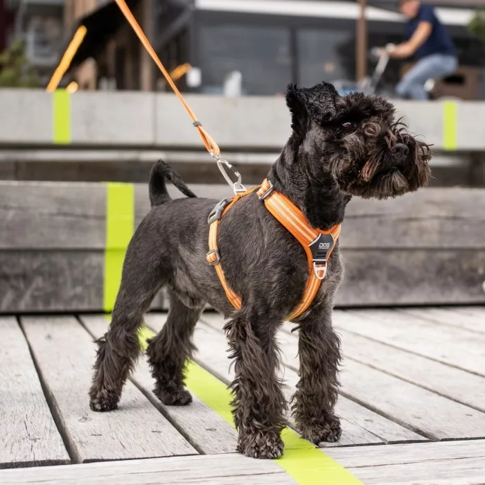 comfort-walk-air-harness (7)