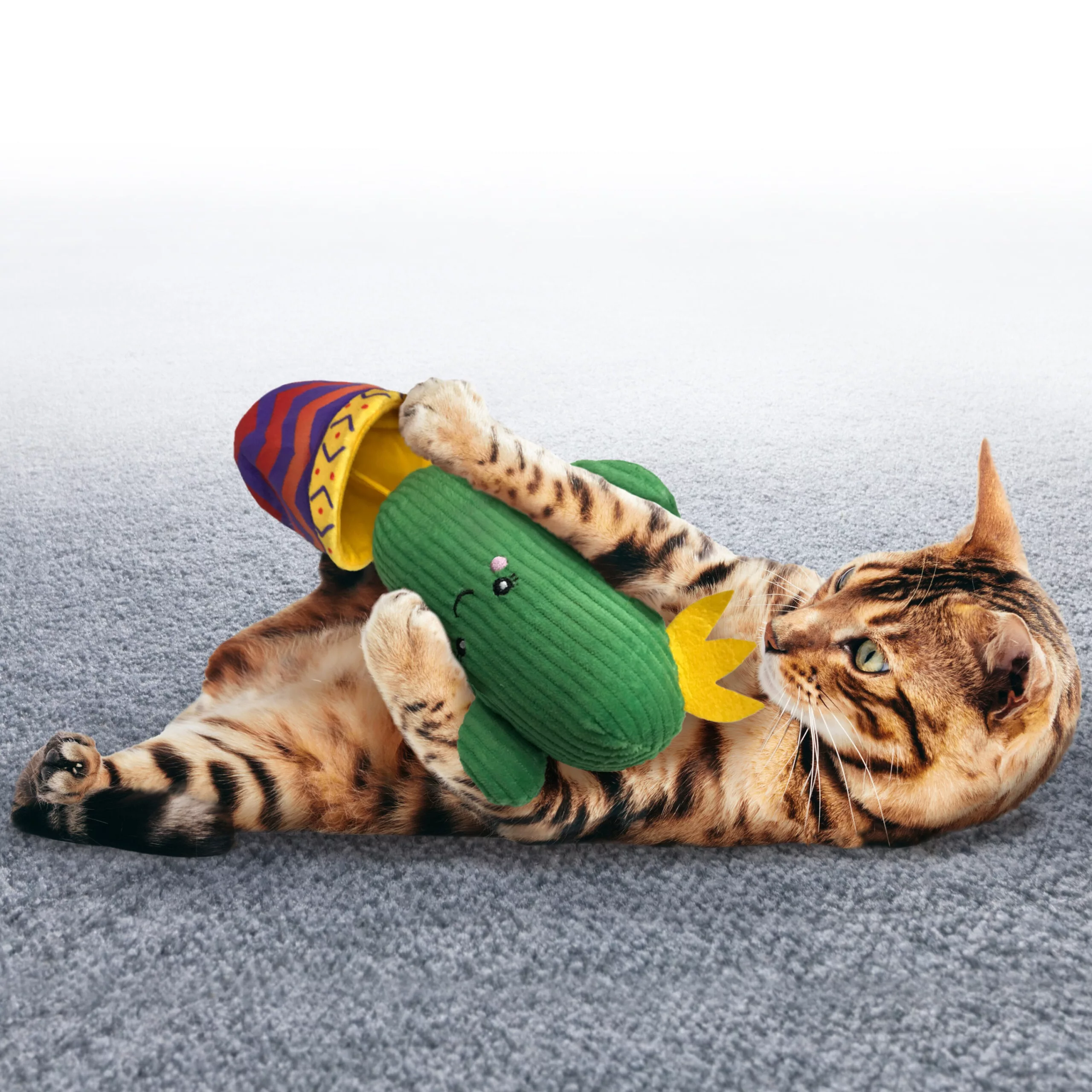 Bengal cat playing with cotton yarn. Isolated